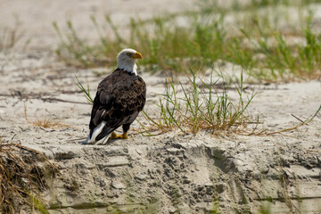 Wall Mural - american bald eagle perched on a sandy beach