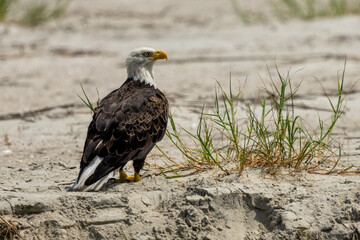 Wall Mural - american bald eagle perched on a sandy beach