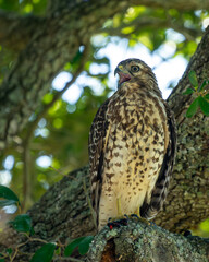 Wall Mural - red-shouldered hawk perched in a tree