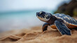 © thanakrit - Sea Turtle Hatchling On Sandy Beach