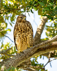 Wall Mural - red-shouldered hawk perched in a tree