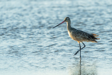 Marbled Godwit standing on a sandy beach