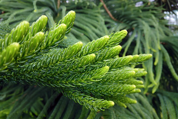 close-up of evergreen conifer plant araucaria heterophylla or norfolk pine with fresh green fir need