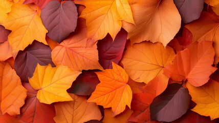 Colorful autumn leaves scattered on a forest floor