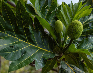 Green Textured Breadfruit with a Green Leaf Background.