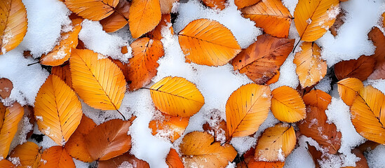 Wall Mural - Yellow orange autumn beech leaves peek through the first snow creating a bright cool and leafy background with a hint of the changing climate providing a full frame with copy space image