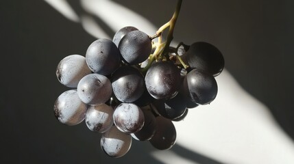 Wall Mural - A Bunch of Dark Grapes Hanging in Sunlight