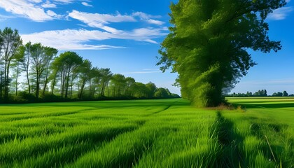 Wall Mural - green field and sky