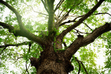 Wall Mural - Old tree with branches in the forest, representing nature's carbon sequestration process. Tropical forest on summer day. Environmental sustainability and oxygen production in lush green ecosystem.