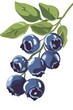 © OVAVO - Colorful Illustration of Blueberries with Leaves