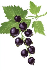 Wall Mural - Illustration of Black Currants on a Green Leafy Stem