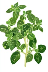 Illustration of Fresh Oregano Herb Plant