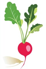 Wall Mural - Colorful Radish Illustration with Green Leaves