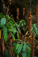 A bunch of brown and green plants with brown flowers