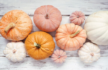 Poster - Autumn table scene of pastel pumpkins of various sizes and colors over a rustic white wood background. Above view with copy space.