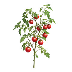 A tomato plant with six ripe red tomatoes on it. The plant is tall and has green leaves