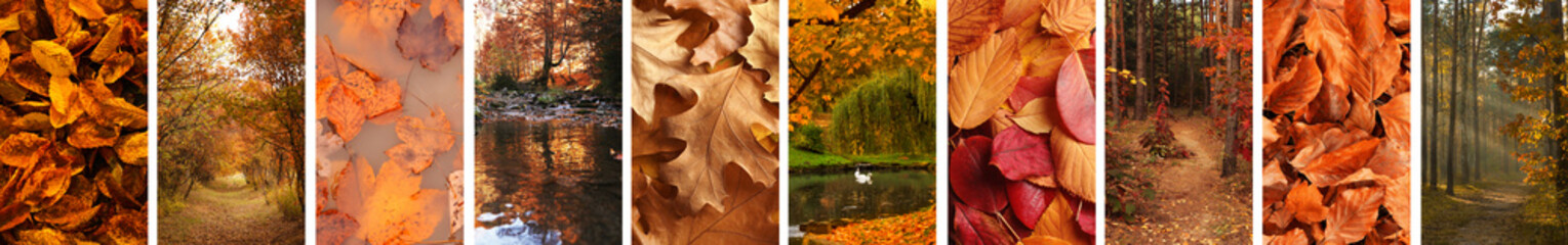 Wall Mural - Beautiful autumn leaves and woods. Vivid collage for fall vibe