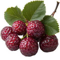 Wall Mural - mulberry isolated on a transparent background png file no background_2 png file