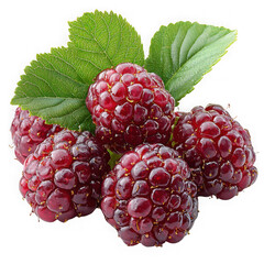 Wall Mural - mulberry isolated on a transparent background png file no background_3 png file