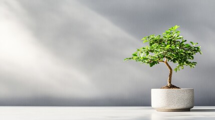 Poster - A small bonsai tree with green leaves is potted in a round stone pot. The tree is in focus and stands out against the soft grey background, creating a sense of tranquility and peace. Sunlight streams 