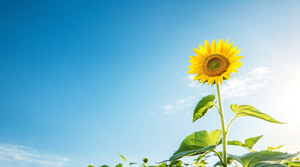 Big yellow sunflower against blue sky