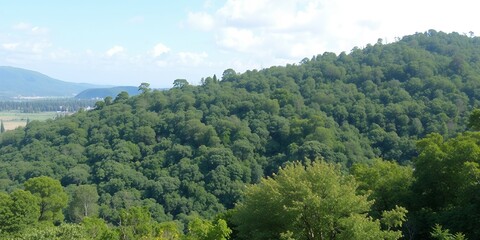 Wall Mural - Lush green forest with rolling hills in the distance.