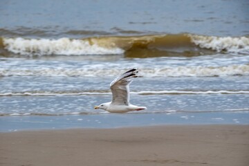 seagull flies over the beach, surf in the background