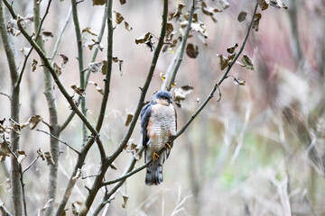 eurasian sparrowhawk sitting on a tree branch