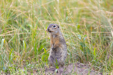 Speckled ground squirrel animal stands on its hind legs