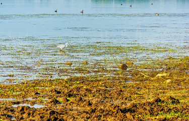 Wall Mural - Egret wading in shallow waters of Lake Kerkini