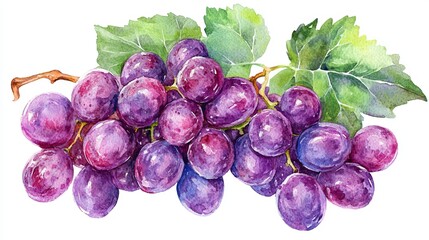 Wet-on-wet watercolor cartoon illustration of vibrant vibrant grapes on white background with an appetizing appearance, isolated on white