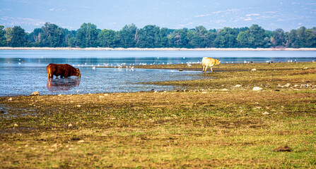 Wall Mural - Cows grazing by Lake Kerkini with birds