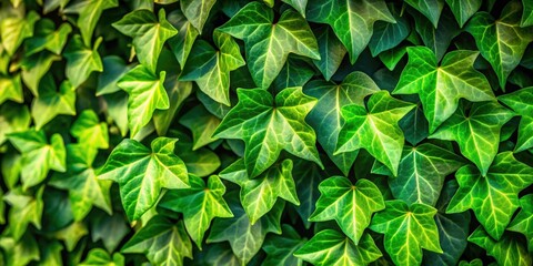 Wall Mural - Fresh green ivy leaves creating a lush and vibrant background for design projects