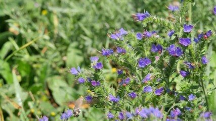 Wall Mural - Hummingbird hawk-moth (Macroglossum stellatarum) feeding on flowers