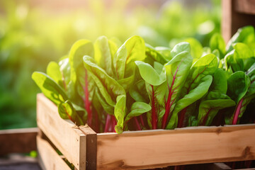 Wall Mural - sorrel fresh in wooden crate blurred plantation background