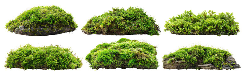 Wall Mural - Set of green moss pieces on natural surfaces, cut out