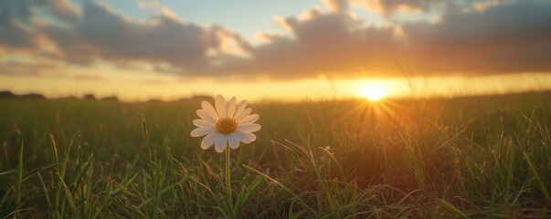 lone daisy in a field at sunrise