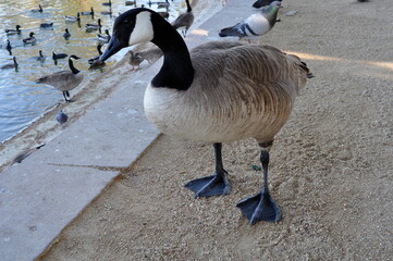 canadian goose on the beach