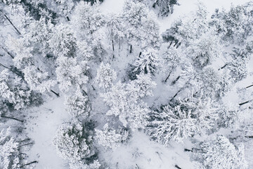 Wall Mural - Forest in Estonia, covered with snow, aerial view. Winter seasonal landscape