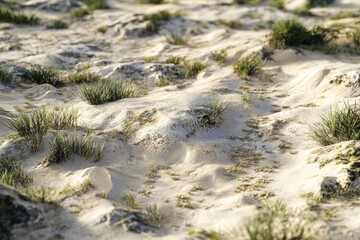 Poster - A sandy beach with grass and rocks. The grass is sparse and the sand is dry