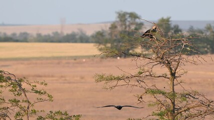 Wall Mural - Eastern imperial eagle Aquila heliaca. Wildlife animals. Two birds in a wild nature habitat. Slow motion.