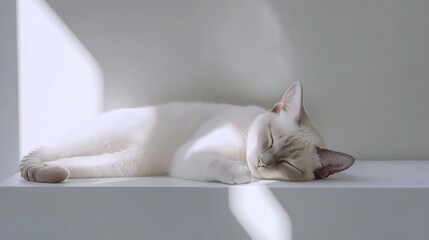 Sleeping White Cat in Sunlight