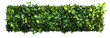 © charli - Green plant wall panel with a precise clipping path.