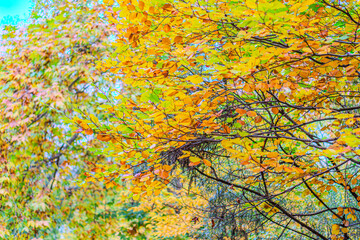 Yellow, orange and red autumn leaves on ground in beautiful fall park. Fallen golden autumn leaves on green grass in sunny morning light yard, toned photo. Fall park landscape background