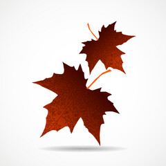 Wall Mural - autumn maple leaves on white background