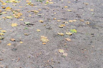 Yellow, orange and red autumn leaves on ground in beautiful fall park. Fallen golden autumn leaves on green grass in sunny morning light yard, toned photo. Fall park landscape background