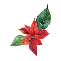 Watercolor red poinsettia flowers, Christmas bouquets, vector isolated on white.