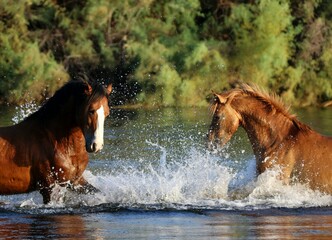 a challenge between wild stallions