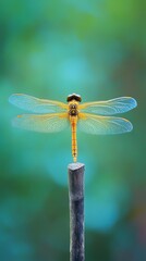 Canvas Print - Dragonfly resting on a stick, detailed wings