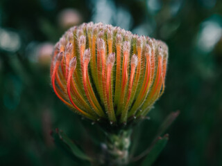 Canvas Print - Blooming flower